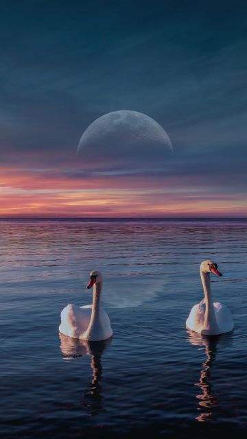 Swans, Lake, Birds, Sunset, Moon, Horizon, 5K, 8K