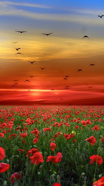 Poppy flowers, Poppy Field, Sunset, Clouds, Birds, Landscape, Countryside, 5K, 8K