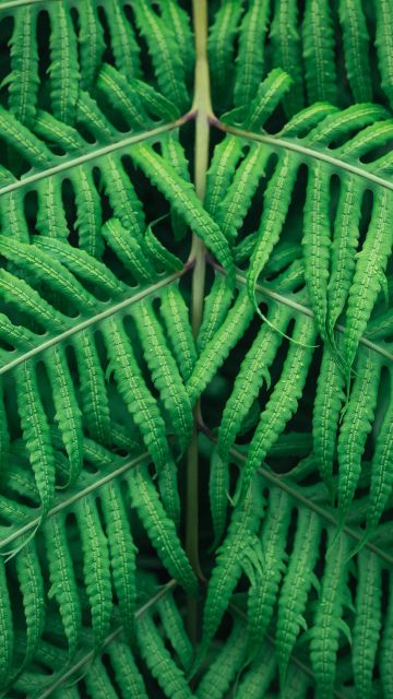 Fern plant, Green leaves, Tree Branches, Green background, Pattern