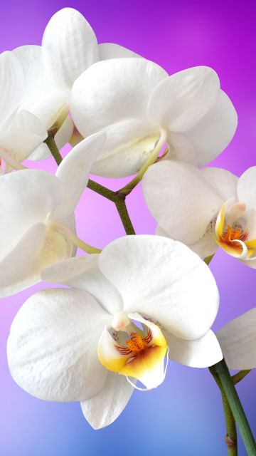 Orchid flowers, White Orchids, Pink background