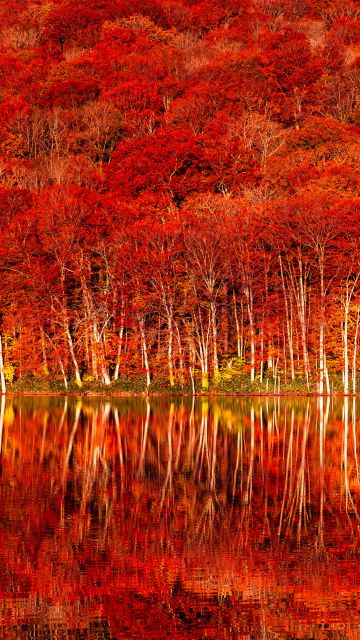 Autumn colors, Tohoku, Autumn Forest, Fall Foliage, Lake, Reflection, Japan autumn, Autumn foliage, 5K, 8K