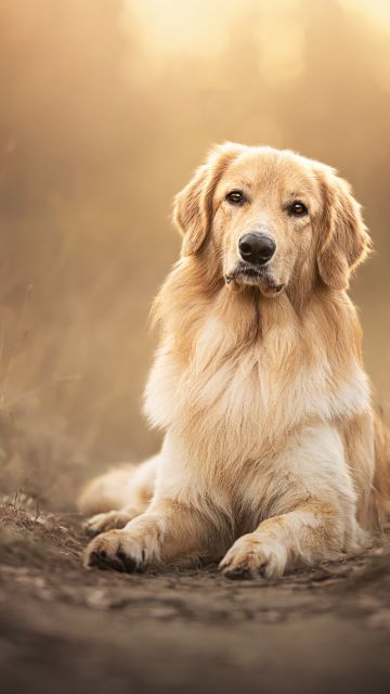 Golden Retriever, Scottish breed dog, Pet dog, 5K