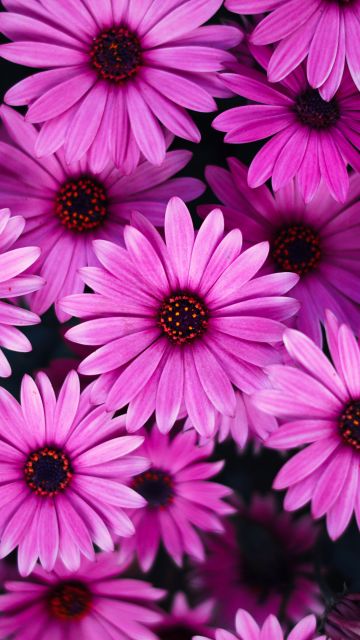 Daisy flowers, Pink flowers, Pink Daisies, Pink background