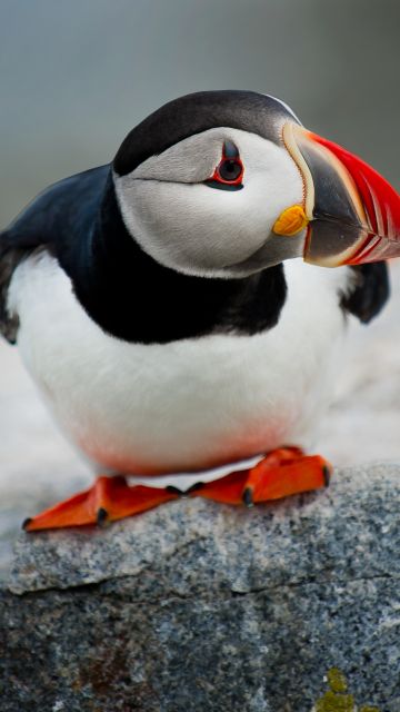 Atlantic puffin, Seabirds, Horned puffin