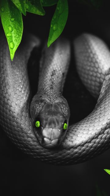 Snake, Reptile, Dark, Green eyes, Jungle, 5K
