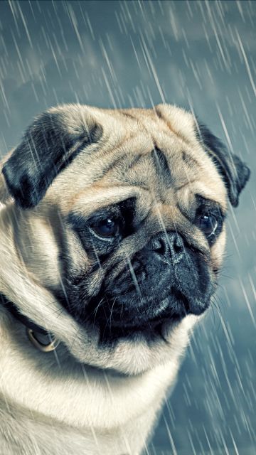 Sad Pug, Sad dog, Sad puppy, Raining, Sad animals