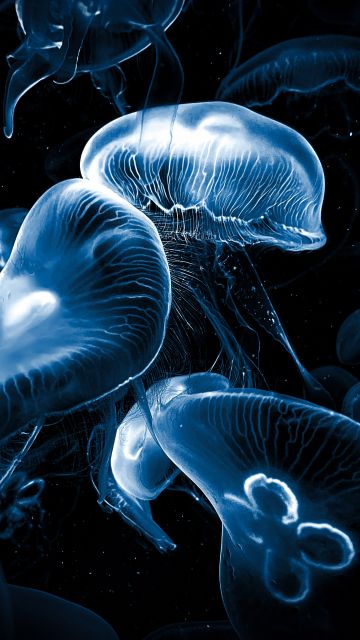 Jellyfishes, AMOLED, Underwater, Deep Sea, Dark background, Bioluminescence