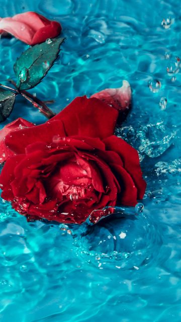 Red Rose, Rose flower, Teal background, Rose Petals, 5K