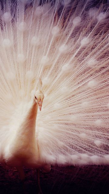 White peacock, Girly backgrounds, Peafowl, 5K