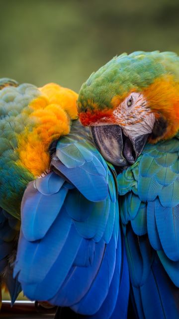 Parrots, Birds, Tropical, 5K