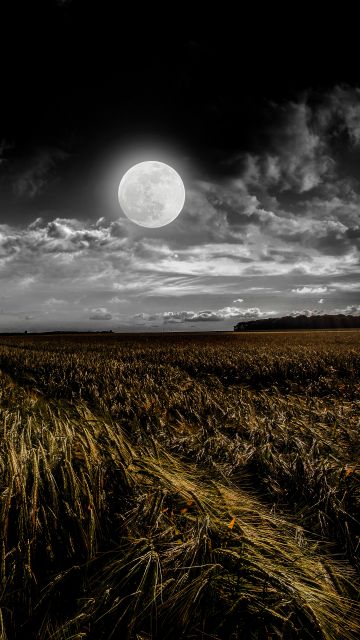 Full moon, Grass field, Landscape, Night, Dusk, 5K